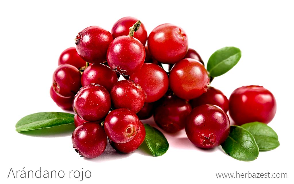 Arándano rojo