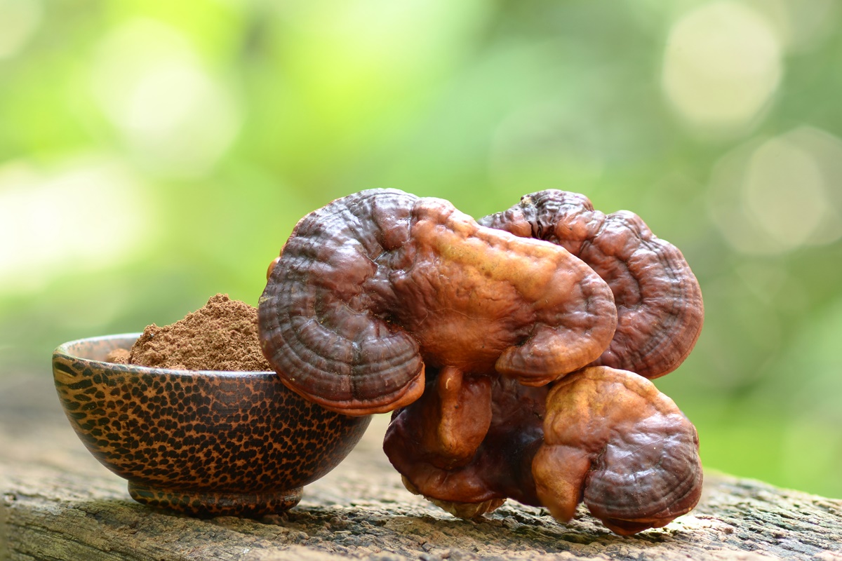 Reishi