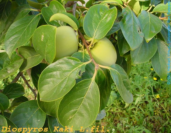 Hojas de caqui