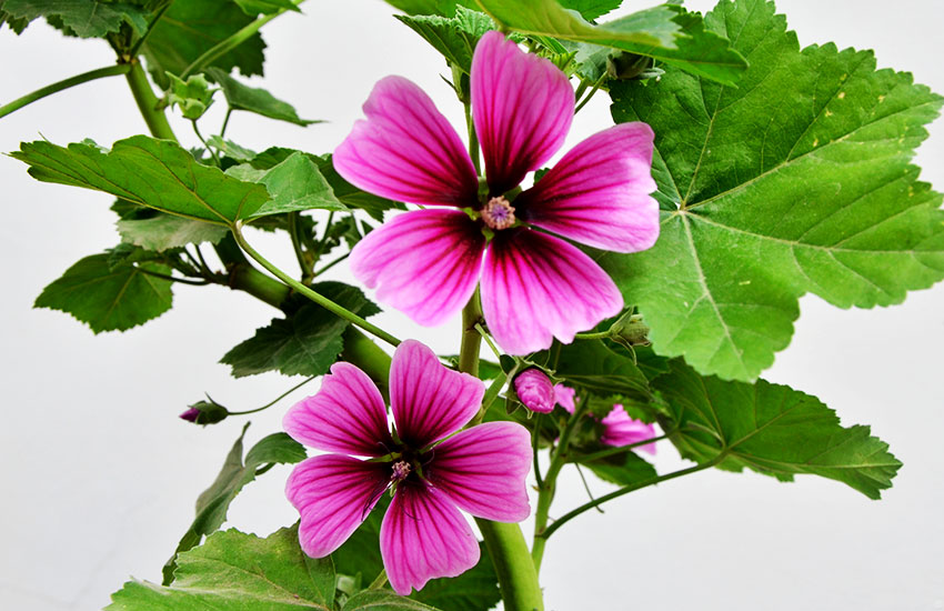 Hojas de malva